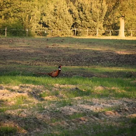 Ale Jazz Ferienhaus Nowe Miasto (Plonsk)