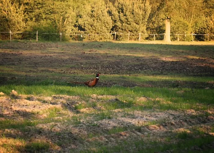 Ale Jazz Дом отдыха Nowe Miasto (Plonsk)