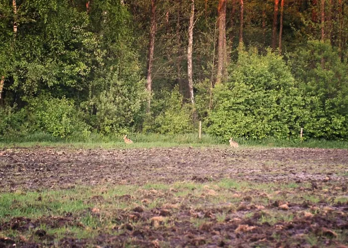 Дом отдыха Ale Jazz